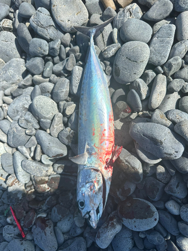 マルソウダの釣果