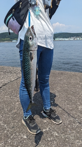 サバの釣果