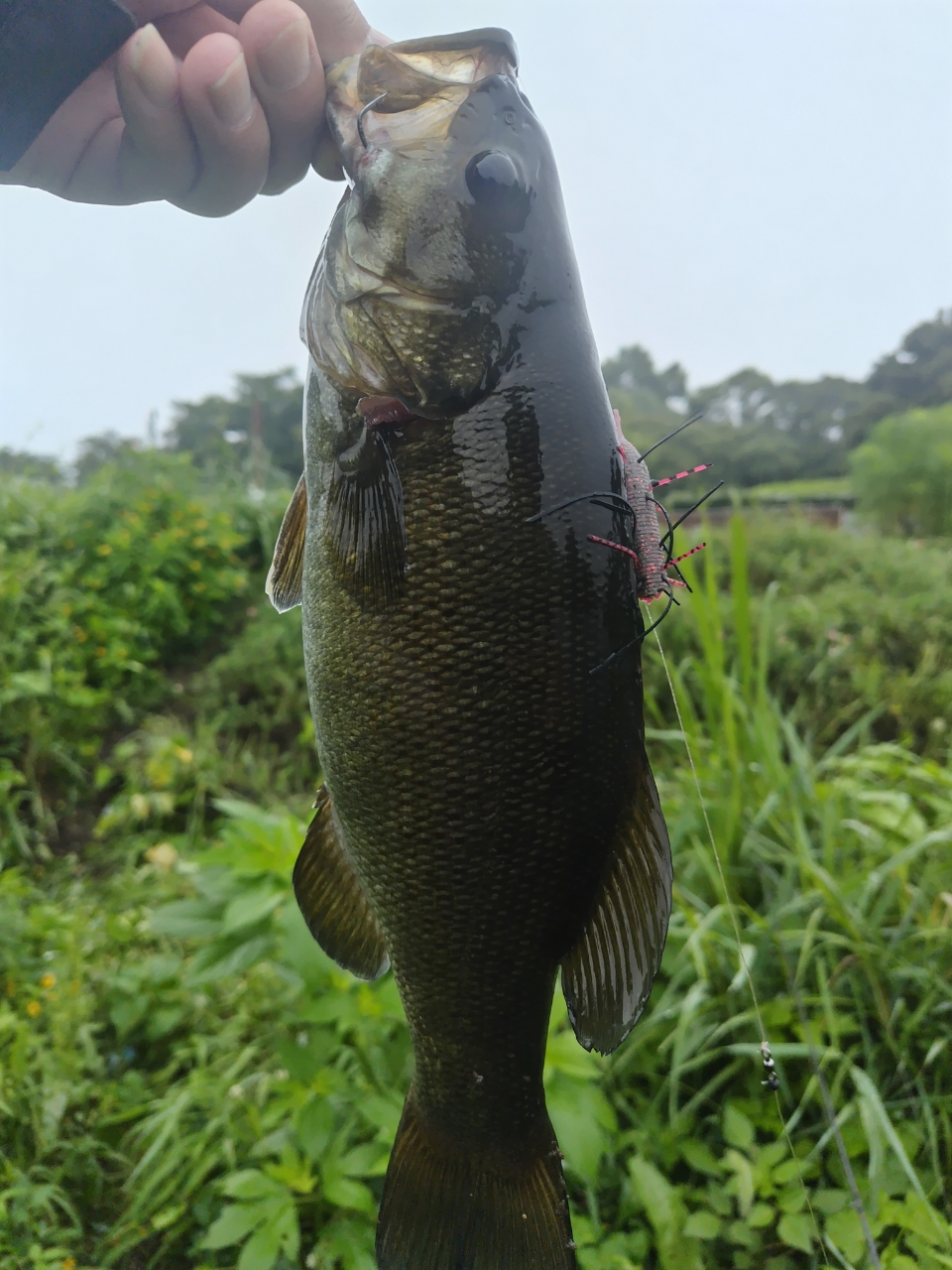 スモールマウスバス