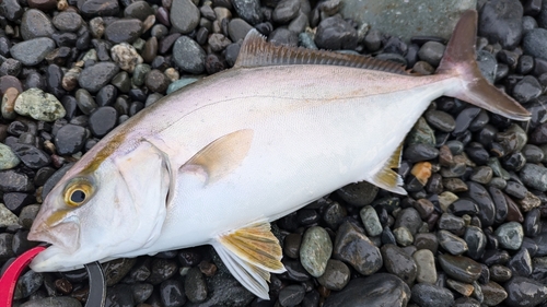 ショゴの釣果