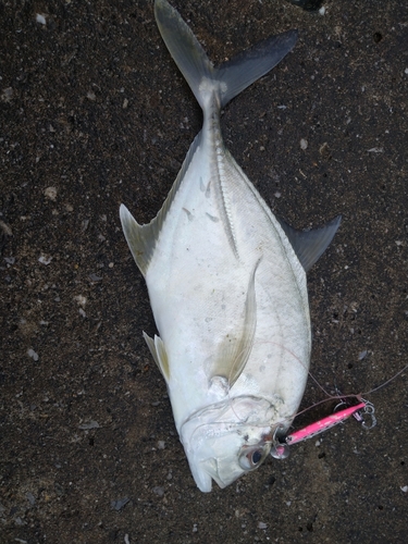 メッキの釣果