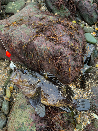 ムラソイの釣果