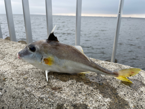 ギマの釣果