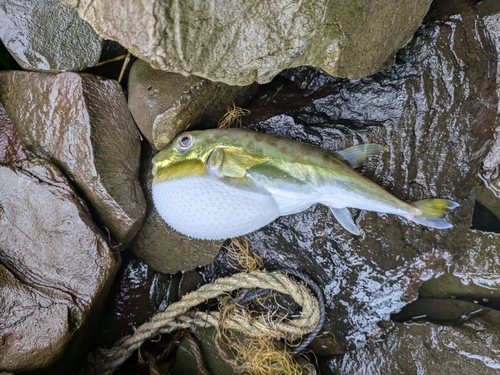 シロサバフグの釣果