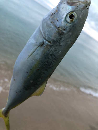 ツバスの釣果