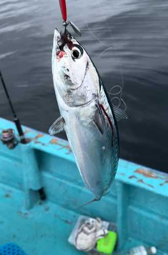 ソウダガツオの釣果