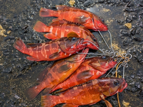 アカハタの釣果