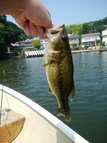 ラージマウスバスの釣果