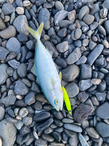 ワカシの釣果