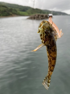 アナハゼの釣果