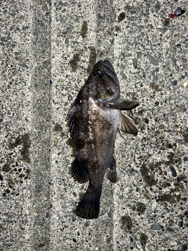 ソイの釣果