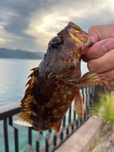 ガシラの釣果