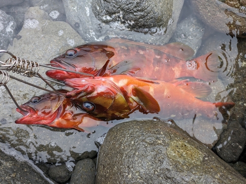 アカハタの釣果