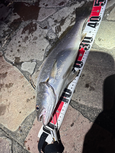 ニベの釣果