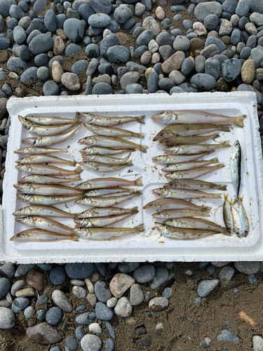 キスの釣果