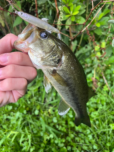 ラージマウスバスの釣果