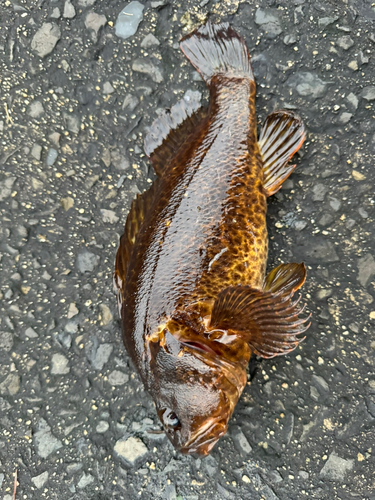 タケノコメバルの釣果