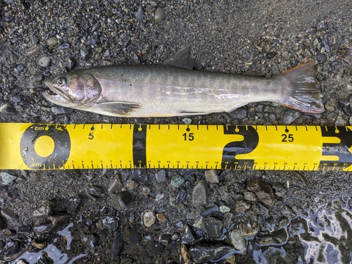 ヤマトイワナの釣果