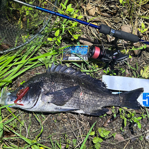 クロダイの釣果