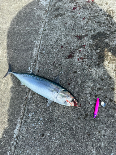 ソウダガツオの釣果