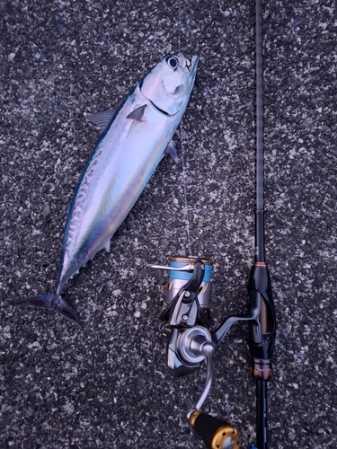 マルソウダの釣果