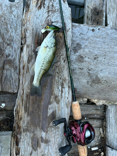 ブラックバスの釣果