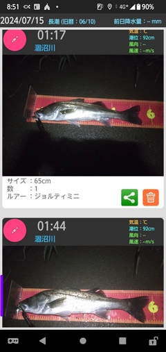 シーバスの釣果