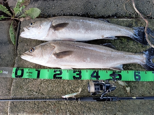 シーバスの釣果