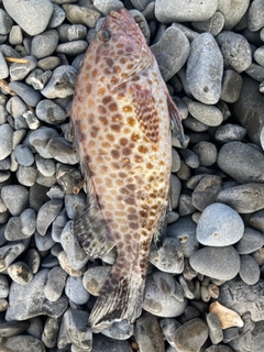 オオモンハタの釣果