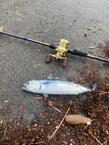 ソウダガツオの釣果