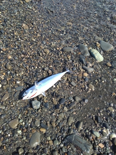 ワカシの釣果