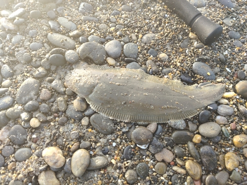 シタビラメの釣果