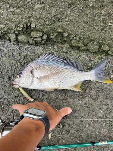 キビレの釣果