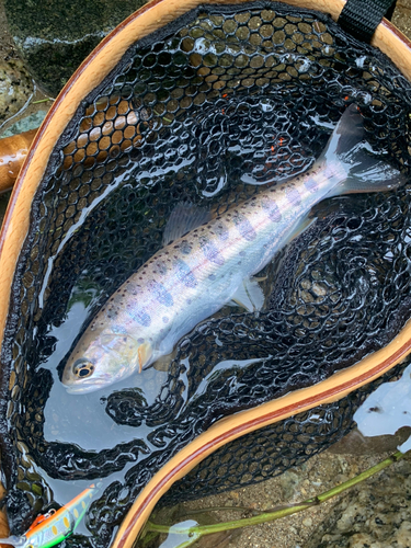 ヤマメの釣果