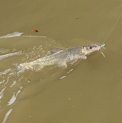 ニゴイの釣果