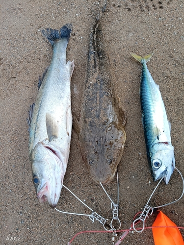 サバの釣果