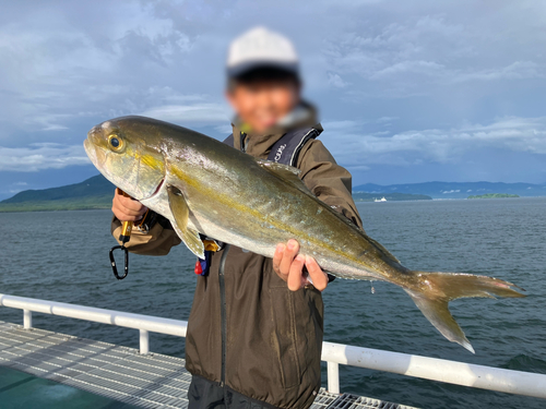 カンパチの釣果