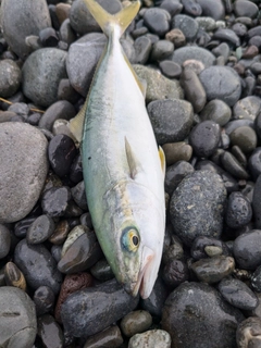 ワカシの釣果