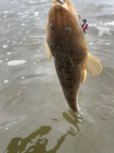 マゴチの釣果