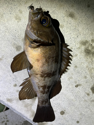 メバルの釣果