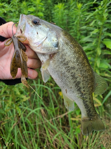 ラージマウスバスの釣果