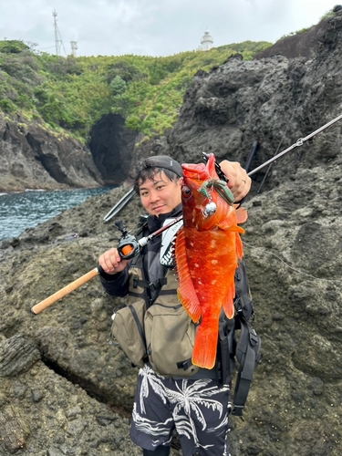 アカハタの釣果