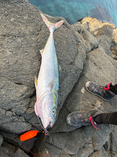 イナダの釣果