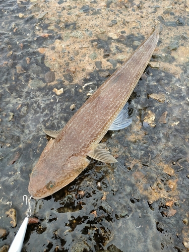 エソの釣果