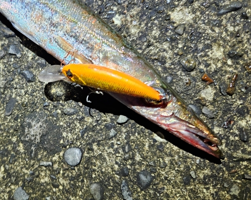 カマスの釣果