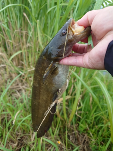 ナマズの釣果