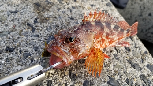 カサゴの釣果