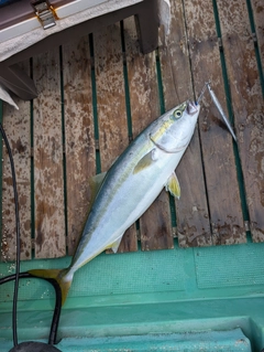 ハマチの釣果