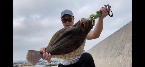 ヒラメの釣果