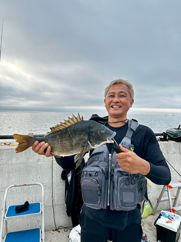 クロダイの釣果